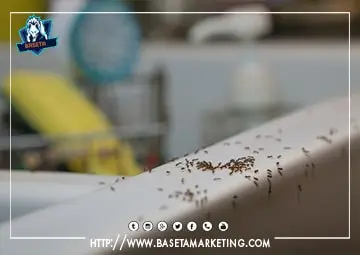 نقوم شركات مكافحة النمل الابيض بالطائف باستخدام المبيدات المستوردة لرش النمل والقضاء عليه نهائياً.