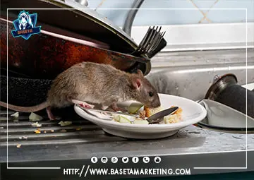 تتميز شركة مكافحة الفئران بتبوك بعمالة مدربة علي اعلي مستوي في مجال مكافحة الفئران والقوارض وابادتها نهائياً