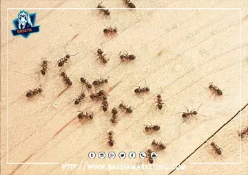 شركة مكافحة النمل الأبيض بتبوك تقوم بالقضاء علي جحور النمل واماكن تكاثره باقوي مبيدات النمل العالمية
