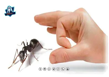 افضل خدمات شركة رش النمل بجدة بايدي عمال فنية مدربة لمكافحة النمل بجدة والتخلص منه نهائياً