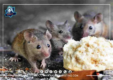 شركة مكافحة الفئران بجدة تقضي علي الفئران  باستخدام افضل مبيدات الفئران بعد اصطيادها عن طريق اقوي واحدث الفخاخ